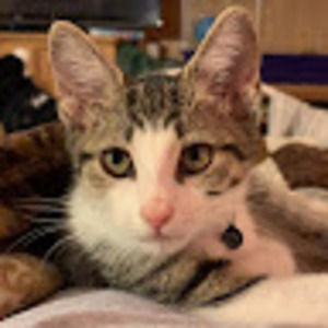 Meet your Posher, Anelee